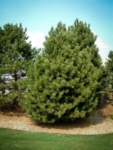 Сосна Чёрная (Pinus Nigra) купить по цене от 270.00р. в интернет-магазине «Посадика» с доставкой почтой в в Дмитрове и по всей России – [изображение №1].