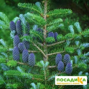 Пихта корейская (Abies koreana) купить по цене от 450.00р. в интернет-магазине «Посадика» с доставкой почтой в в Дмитрове и по всей России – [изображение №1].