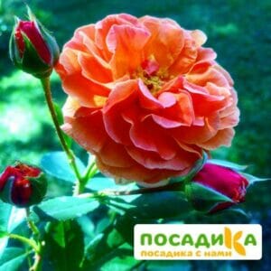 Роза Арабия купить по цене от 350.00р. в интернет-магазине «Посадика» с доставкой почтой в в Дмитрове и по всей России – [изображение №1].