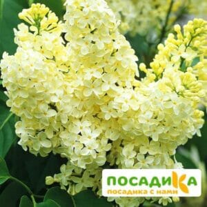 Сирень Примроуз (Primrose) купить по цене от 529.00р. в интернет-магазине «Посадика» с доставкой почтой в в Дмитрове и по всей России – [изображение №1].