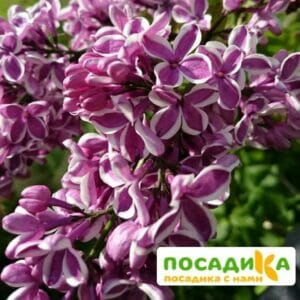 Сирень Сенсация купить по цене от 529.00р. в интернет-магазине «Посадика» с доставкой почтой в в Дмитрове и по всей России – [изображение №1].