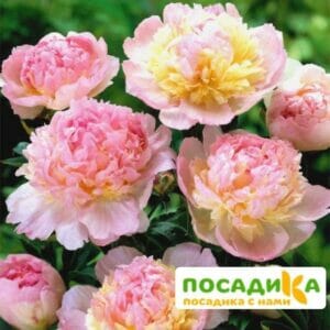 Пион Распберри Сандей (Paeonia Raspberry Sundae) купить по цене от 959р. в интернет-магазине «Посадика» с доставкой почтой в в Дмитрове и по всей России – [изображение №1].