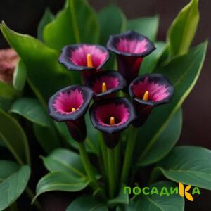 Калла Аура Лейс купить по цене от 400р. в интернет-магазине «Посадика» с доставкой почтой в в Дмитрове и по всей России – [изображение №1].