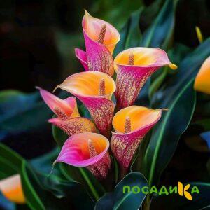 Калла Оникс купить по цене от 450р. в интернет-магазине «Посадика» с доставкой почтой в в Дмитрове и по всей России – [изображение №1].