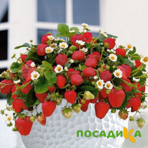 Клубника Рубиновый Шепот (горшечная) купить по цене от 240р. в интернет-магазине «Посадика» с доставкой почтой в в Дмитрове и по всей России – [изображение №1].