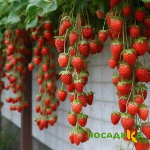Клубника вьющаяся Комплимент купить по цене от 470р. в интернет-магазине «Посадика» с доставкой почтой в в Дмитрове и по всей России – [изображение №1].