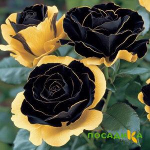 Роза Ханни Сикл купить по цене от 700р. в интернет-магазине «Посадика» с доставкой почтой в в Дмитрове и по всей России – [изображение №1].
