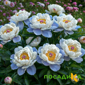 Пион акварельный Этюд купить по цене от 806р. в интернет-магазине «Посадика» с доставкой почтой в в Дмитрове и по всей России – [изображение №1].