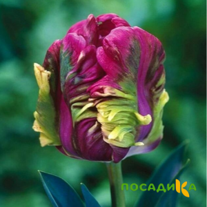 Тюльпан Экзотик Хэвен купить по цене от 186р. в интернет-магазине «Посадика» с доставкой почтой в в Дмитрове и по всей России – [изображение №1].